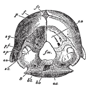 Tavuk kafatası, vintage çizgi çizme veya oyma illüstrasyon büyük işlevi.