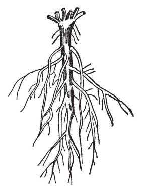 Hangi toprağa kök yapılanması için benzer bir şekilde ayrılır ve ağaçlar ve çalılar orman, vintage çizgi çizme veya oyma resimde bulunan Branching kökleri resmini.