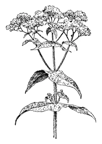 ボンセット葉茎ノード上に配置されます逆ハート形の葉それ 花の花序がクラスター化 植物の茎 毛深い ビンテージの線描画や彫刻イラスト — ストックベクタ