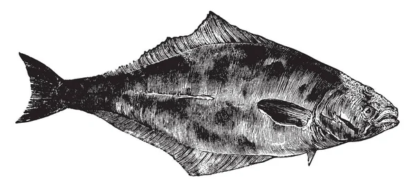 Halibut Est Une Grande Espèce Dessin Ligne Vintage Illustration Gravure — Image vectorielle