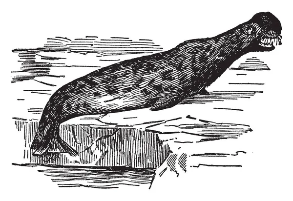 Hooded Seal Sadece Orta Batı Kuzey Atlantik Vintage Çizgi Çizme — Stok Vektör
