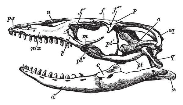 Acrodonte Est Une Formation Des Dents Par Laquelle Les Dents — Image vectorielle