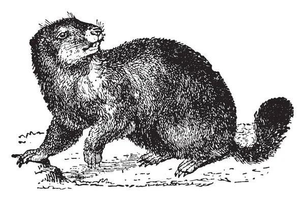 Les Marmottes Sont Grands Écureuils Genre Marmot Dessin Ligne Vintage — Image vectorielle