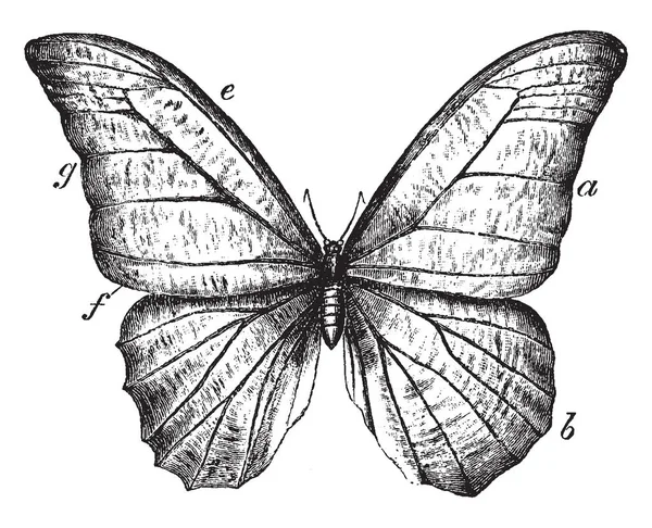 Borboleta Com Asas Comparativamente Muito Grandes Desenho Linha Vintage Gravura — Vetor de Stock