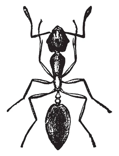 法老蚂蚁 可以发现在无数 复古线条画或雕刻插图 — 图库矢量图片