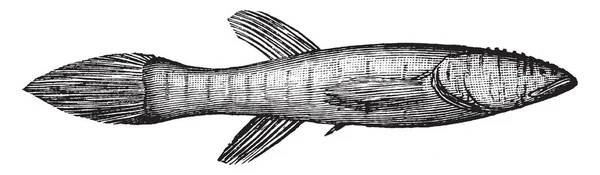 Blindfish Mammoth Cave Kentucky Ilustración Trazado Líneas Vintage Grabado — Archivo Imágenes Vectoriales