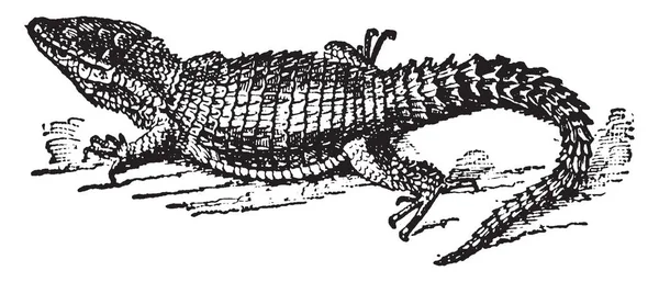 Zonurus 是刺五加的类型属 有几种来自马达加斯加的 复古线条绘制或雕刻插图 — 图库矢量图片