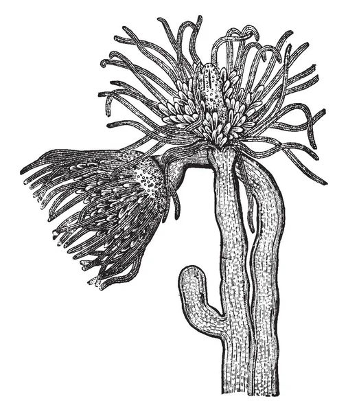 Tubularia Corpha Семейство Гидроидных Полипов Которые Большинстве Своем Являются Социальными — стоковый вектор