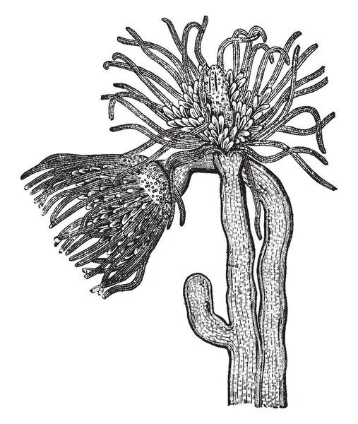 Tubularia Coronate Hydroid Polypes Bir Ailenin Çoğunlukla Sosyal Hayvanlar Vintage — Stok Vektör