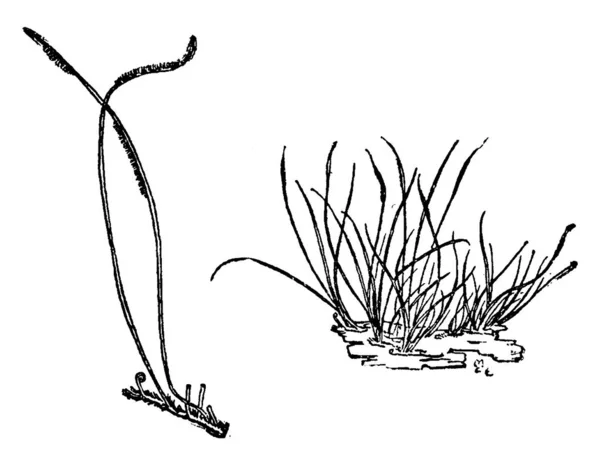 Bitki Görüntü Vektör Çizim — Stok Vektör