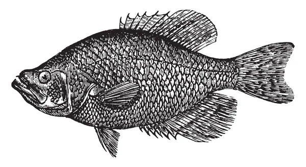 克拉皮是一种太阳鱼 复古线画或雕刻插图 — 图库矢量图片