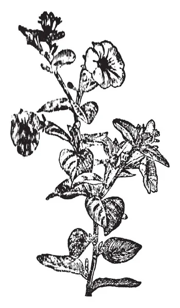 矮牵牛是开花植物和本植物南美洲的当地人 这个植物的花是圆的形状 复古线画或雕刻插图 — 图库矢量图片
