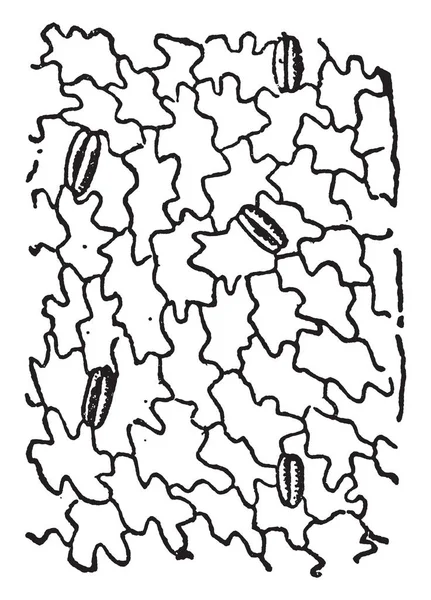 Opperhuid Van Tuin Balsam Weergeven Stoma Van Een Elliptische Vorm — Stockvector