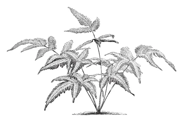 Bu resim Pteris Quadriaurita Argyaea gösteriyor. Neem ağacı gibi görünüyor ve yaprakları derin multilobed. Dört kulaklı eğreltiotu yaprakları uzunluğu. Onlar yaygın olarak tropikal, vintage çizgi çizme veya oyma illüstrasyon bulunur.
