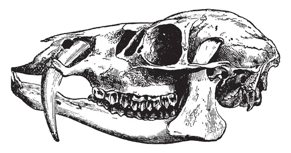 Hydropotes 初期生残ではなく角の鹿は主上顎犬歯 ビンテージの線描画や彫刻イラストを開発 — ストックベクタ