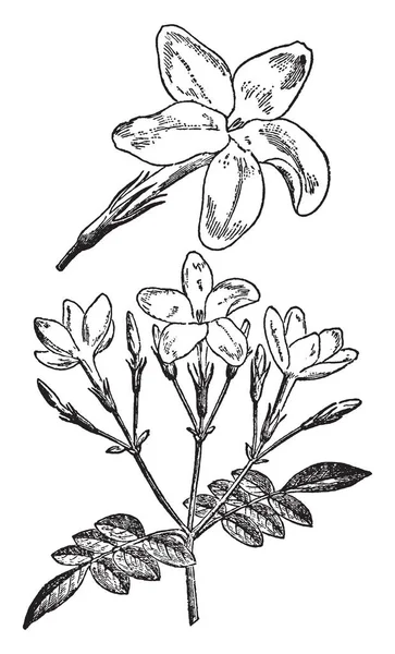 Imagen Incluye Flor Tallo Con Hojas Jazmín También Llama Como — Archivo Imágenes Vectoriales