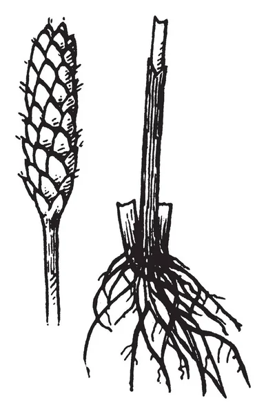 一张照片显示的是埃莉查里斯 这是一种开花植物 属于蓝藻科 茎在基座上有叶鞘 在线条绘制或雕刻插图 — 图库矢量图片