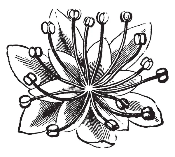 Obrázek Ukazuje Tyčinkové Moonseed Květ Více Tyčinek Jednou Stigma Více — Stockový vektor