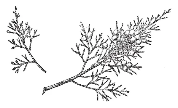 东方红杜松子树的 Awl 形分支 有浆果 复古线条画或雕刻插图 — 图库矢量图片