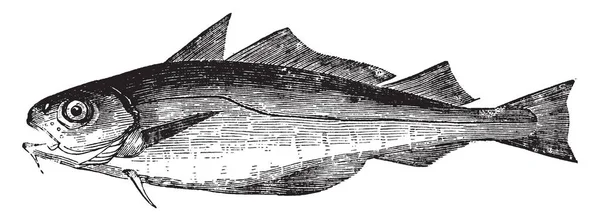 可怜的鳕鱼四到八英寸长 复古线画或雕刻插图 — 图库矢量图片