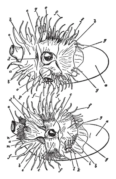 女性と男性オウムガイ科頭足類オウムガイ ビンテージの線描画や彫刻イラスト遠洋性海産軟体動物 — ストックベクタ