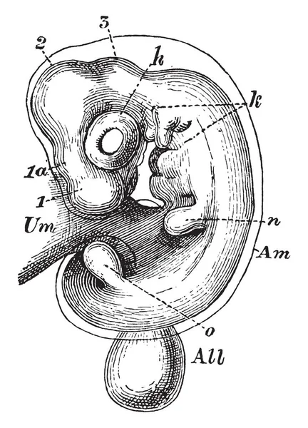 Innermost One Membranes Which Envelop Embryo Higher Vertebrates Mammals Birds — Stock Vector