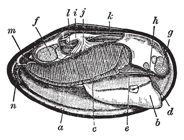 神経節に示されるビンテージ線描画や彫刻イラストの位置とムール貝の解剖学足 — ストックベクタ