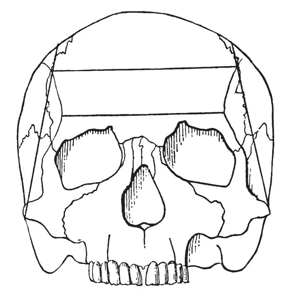 Human Skull Viewed Top Vintage Line Drawing Engraving Illustration — Stock Vector