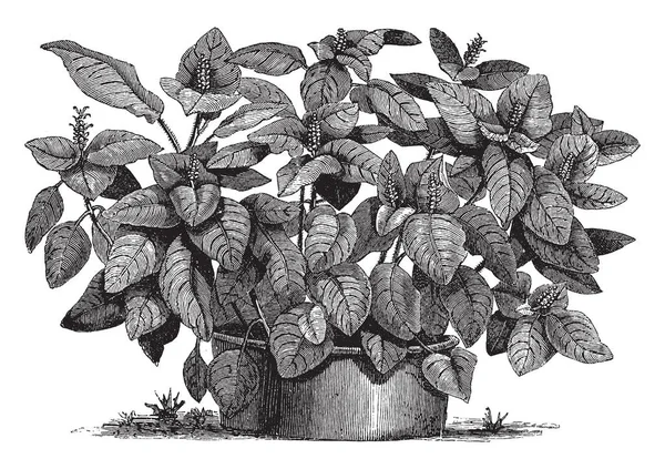 Une Photo Montre Fittonia Gigantea Appartient Famille Acanthus Fleurs Sont — Image vectorielle