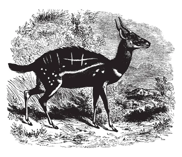 Antilope Guib Une Couleur Fauve Rougeâtre Dessin Ligne Vintage Illustration — Image vectorielle