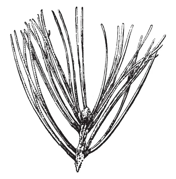 Una Imagen Pine Needle Que Simplemente Hoja Del Pino Por — Archivo Imágenes Vectoriales