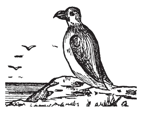 Maskonur Jest Morskich Ptaków Nurkowania Vintage Rysowania Linii Lub Grawerowanie — Wektor stockowy