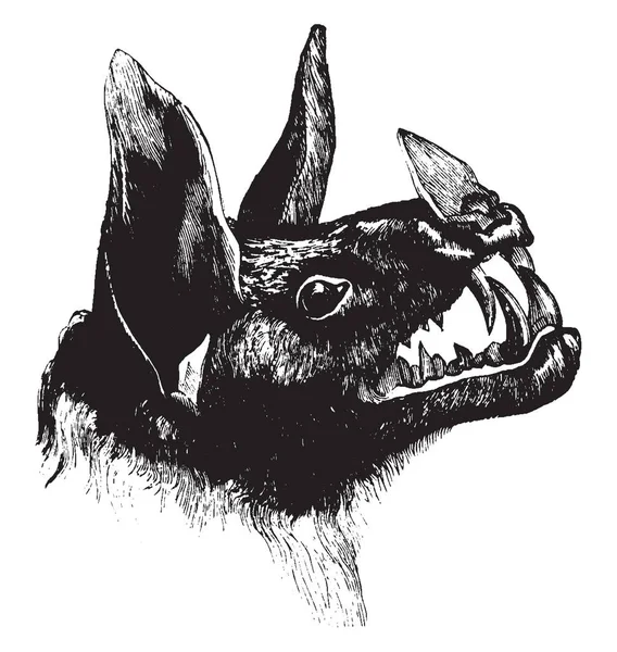 Head Spectre Bat Qui Est Une Espèce Fantomatique Chauve Souris — Image vectorielle