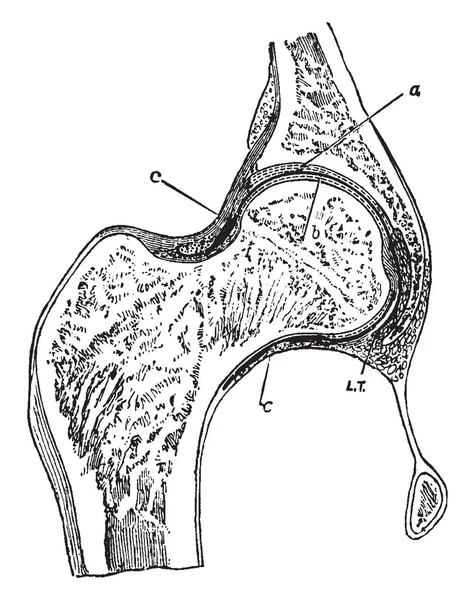 Questa Illustrazione Rappresenta Hip Joint Section Disegno Linee Vintage Incisione — Vettoriale Stock