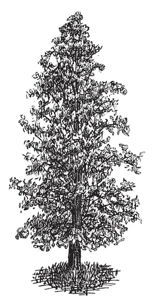 Изображение Лысого Кипариса Пирамидальной Культивируемой Форме Известен Taxodium Distichum Рисование — стоковый вектор