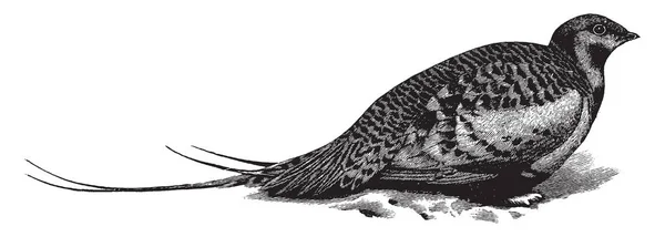 Изображение Представляет Pallas Sand Grouse Рисунок Винтажной Линии Гравировка — стоковый вектор