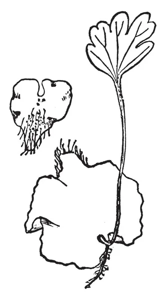 これは乙女髪植物です 茎は頂点の葉と下側の毛 ハート形の葉 上の部分はセンター ビンテージの線描画や彫刻イラストに向かって深い穴 — ストックベクタ