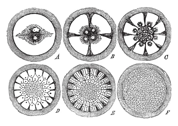 Vitellus 的分割 其中产生的小细胞堆假定一个薄 复古线画或雕刻插图的图形 — 图库矢量图片