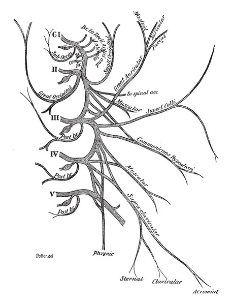 Deze Afbeelding Vertegenwoordigt Cervicale Plexus Van Spinale Zenuwen Vintage Lijntekening — Stockvector