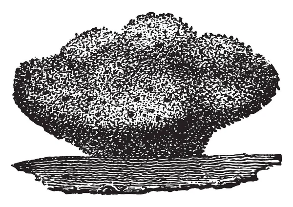 Schwamm Vintage Gravierte Illustration Naturgeschichte Der Tiere 1880 — Stockvektor