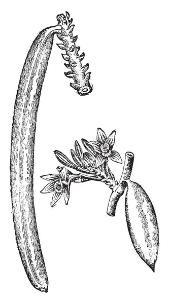 Esta Uma Foto Cápsula Vanilla Planifolia Vagem Crescendo Ramo Desenho — Vetor de Stock