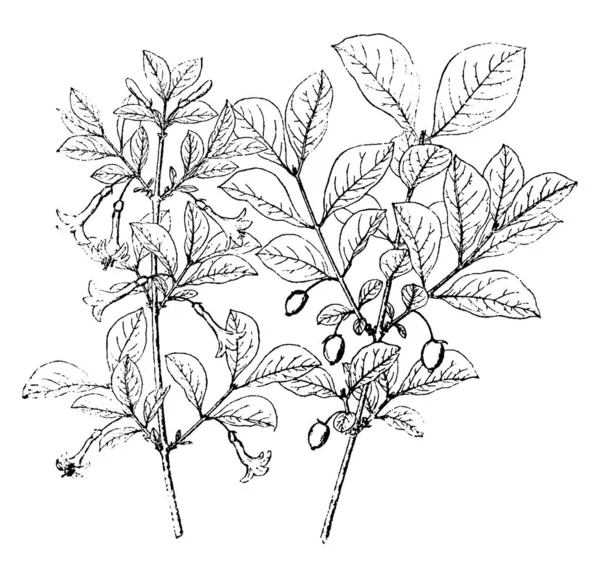Lonicera Gracilipes Lombhullató Növény Világos Rózsaszín Virágok Egyszerű Levelek Sötétzöld — Stock Vector