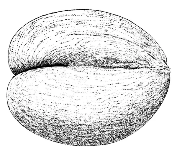 これは二重のココナッツの果実です この果実の構造は互いに接続される 腎臓のようです その色は 灰のようです 上の部分が接続され 下部のパーツ ヴィンテージ別線画や彫刻イラストです — ストックベクタ