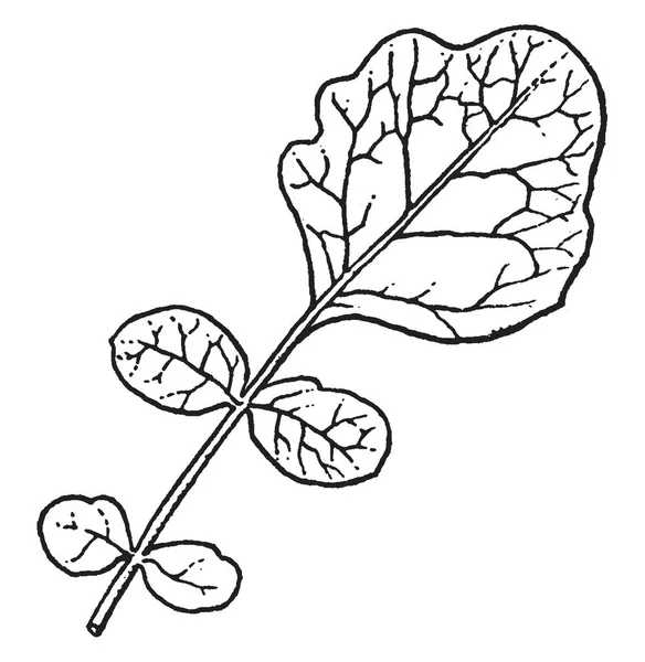 一种水生的芥末草本植物 俗称水妇 种子是在一个不受保护的吊舱中产生的 在这个吊舱里 种子被排列在两条不规则的线条上 是老式的线条绘制或雕刻插图 — 图库矢量图片