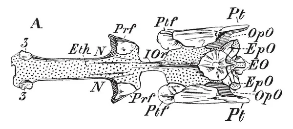 Szczupak Czaszki Jego Wewnętrzną Ossifications Vintage Rysowania Linii Lub Grawerowanie — Wektor stockowy