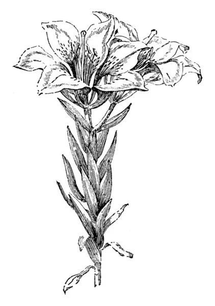 Квіти Довгі Широкі Вони Помаранчеві Білого Кольору Ньому Червоні Маленькі — стоковий вектор