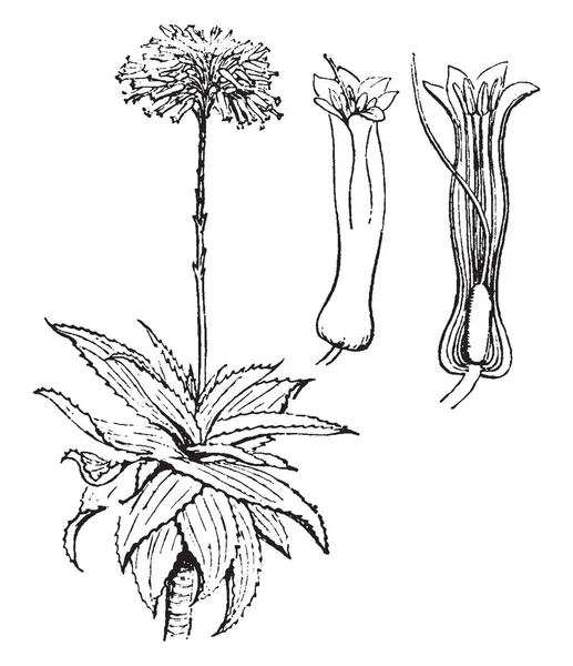 Zdjęcie Pokazuje Aloe Liście Kolczaste Grubości Jest Wykorzystanie Leczniczych Vintage — Wektor stockowy