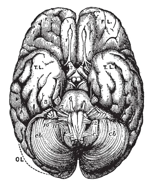 Debajo Superficie Base Del Cerebro Dibujo Líneas Vintage Ilustración Grabado — Vector de stock