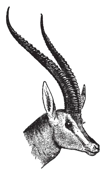 Tête Antilope Une Antilope Est Membre Certain Nombre Espèces Ongulés — Image vectorielle