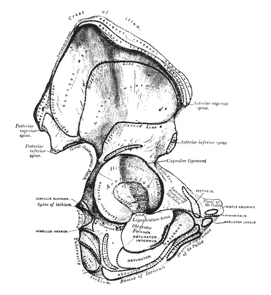 Deze Afbeelding Vertegenwoordigt Innominatum Vintage Lijntekening Gravure Illustratie — Stockvector